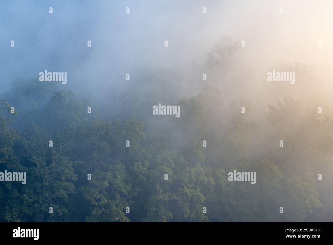 Sonnenaufgang beleuchtet den nebeligen Dschungel an einem Wintermorgen im Jim Corbett National Park, Uttarakhand, Indien Stockfoto