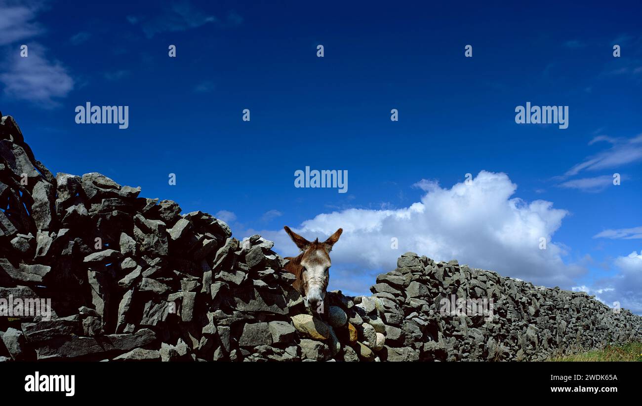 Esel auf einer trockenen Steinmauer, Inishmore, Aran Islands, County Galway, Irland Stockfoto