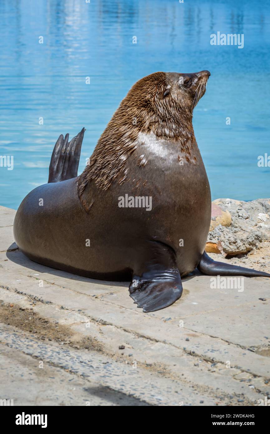 Fette Robben sitzen an einem sonnigen Tag auf einem Pier in Hout Bay, Kapstadt, Südafrika Stockfoto