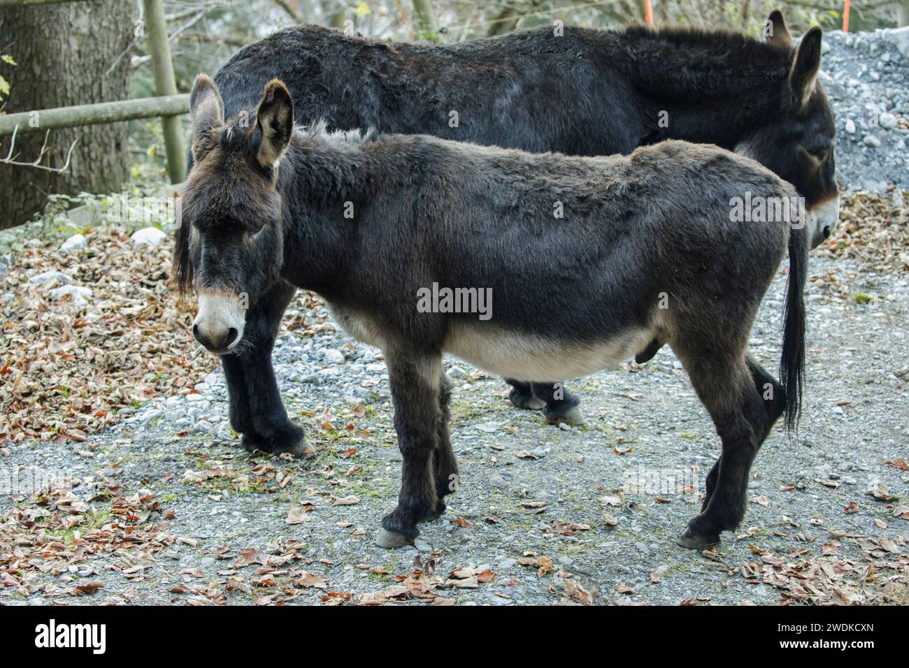 Zwei Esel in Grindelwald Schweiz Stockfoto
