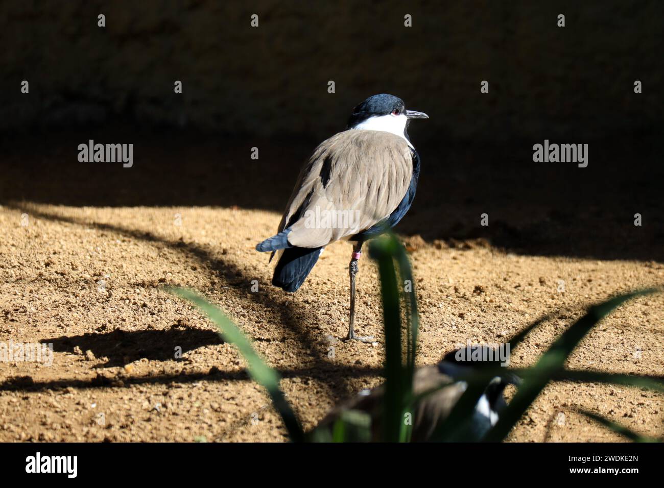 Der Spornflügelvogel (Vanellus spinosus) ist eine Kiefervogel-Art, eine der großen Watvögel der Familie Charadriidae Stockfoto