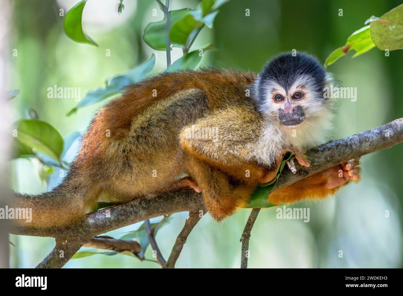 (Sierpe, Costa Rica--21. Dezember 2023) Eichhörnchenaffe auf dem Fluss Sierra in der Humedal Nacional Térraba-Sierpe Mangrove, Costa Rica. Stockfoto