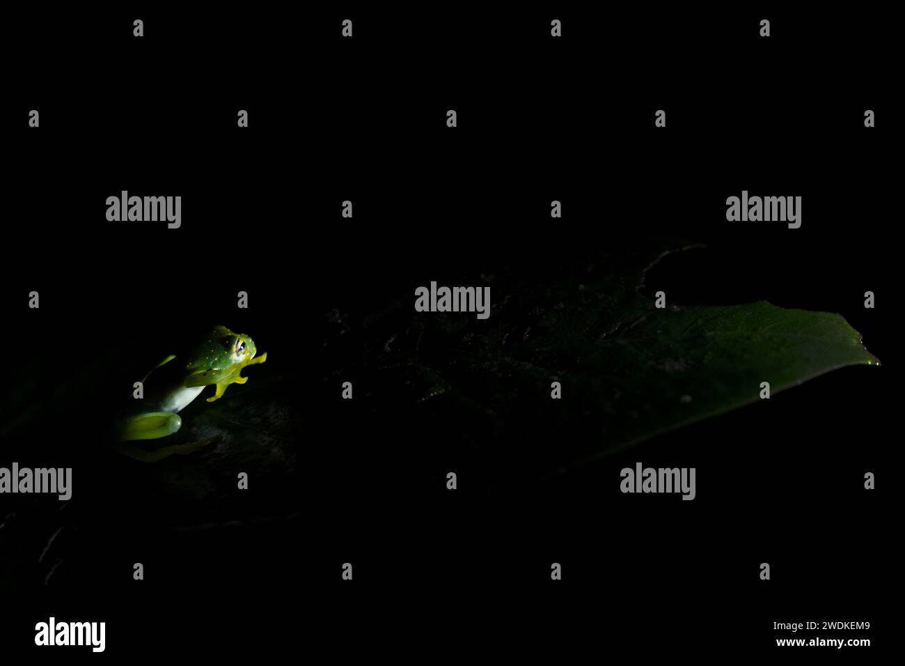 Kermit Frosch Glasfrosch auf einem Blatt im Regenwald bei Nacht, Drake Bay, Costa Rica Stockfoto