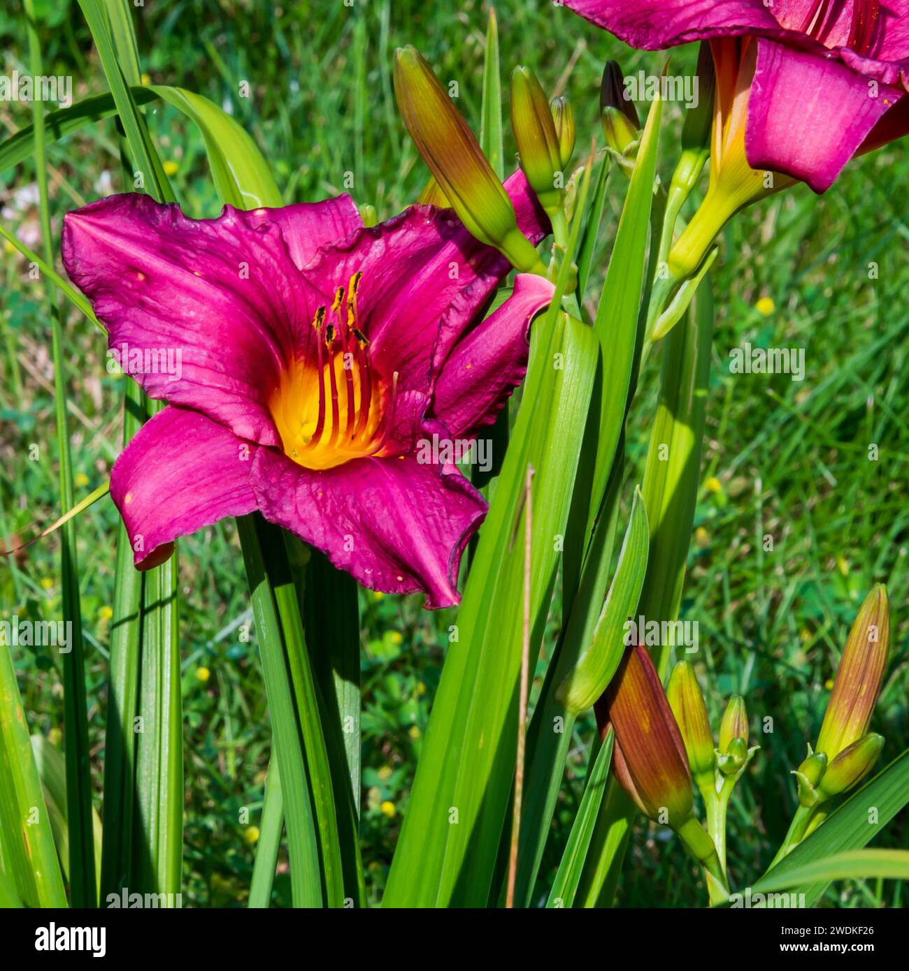 Eine Lilie, die in einem Iowa-Garten wächst. Stockfoto