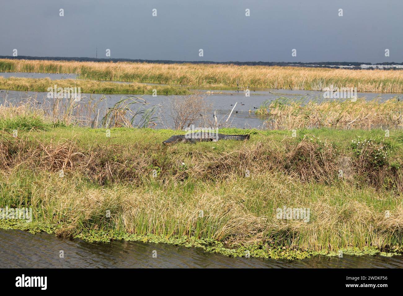 Wildlife Drive Apopka Florida Alligator Stockfoto