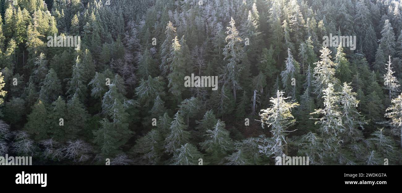Sonnenlicht scheint auf den Wald, der die Oregon Coast Range bedeckt. Diese Region, wo der Wald auf den Pazifischen Ozean trifft, ist für ihre zerklüftete Landschaft bekannt. Stockfoto