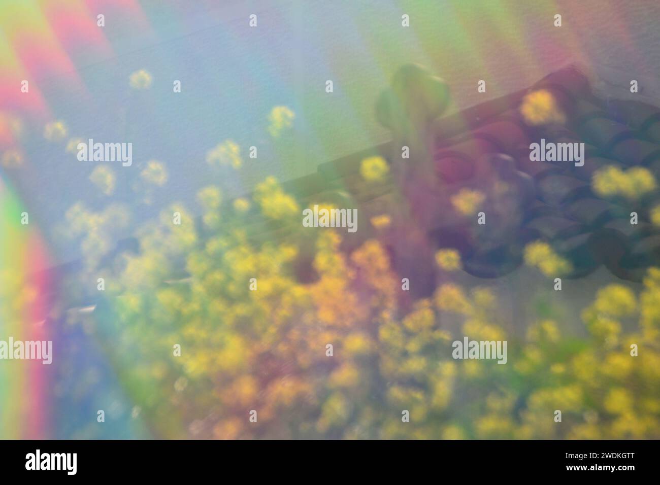 Gelbe Blüten und Friedhofskreuz abstrakte Linsenflare verwischen durch Prisma. Helle Farbtöne am sonnigen Frühlingstag. Stockfoto