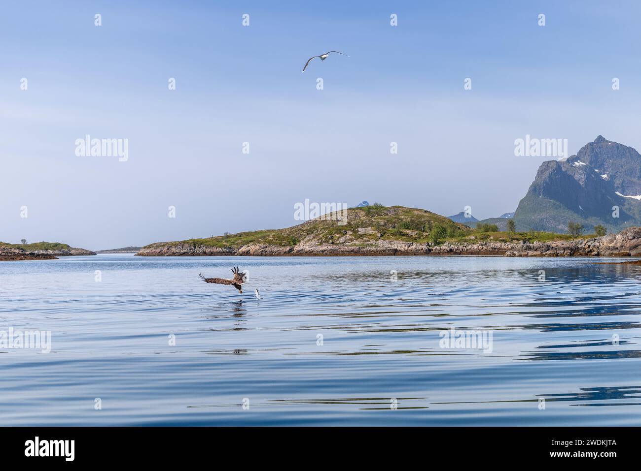 Ein Seeadler jagt über reflektierendes Wasser in der Nähe der Felsvorsprünge der Lofoten, mit einer Möwe, die in der Ferne fliegt Stockfoto