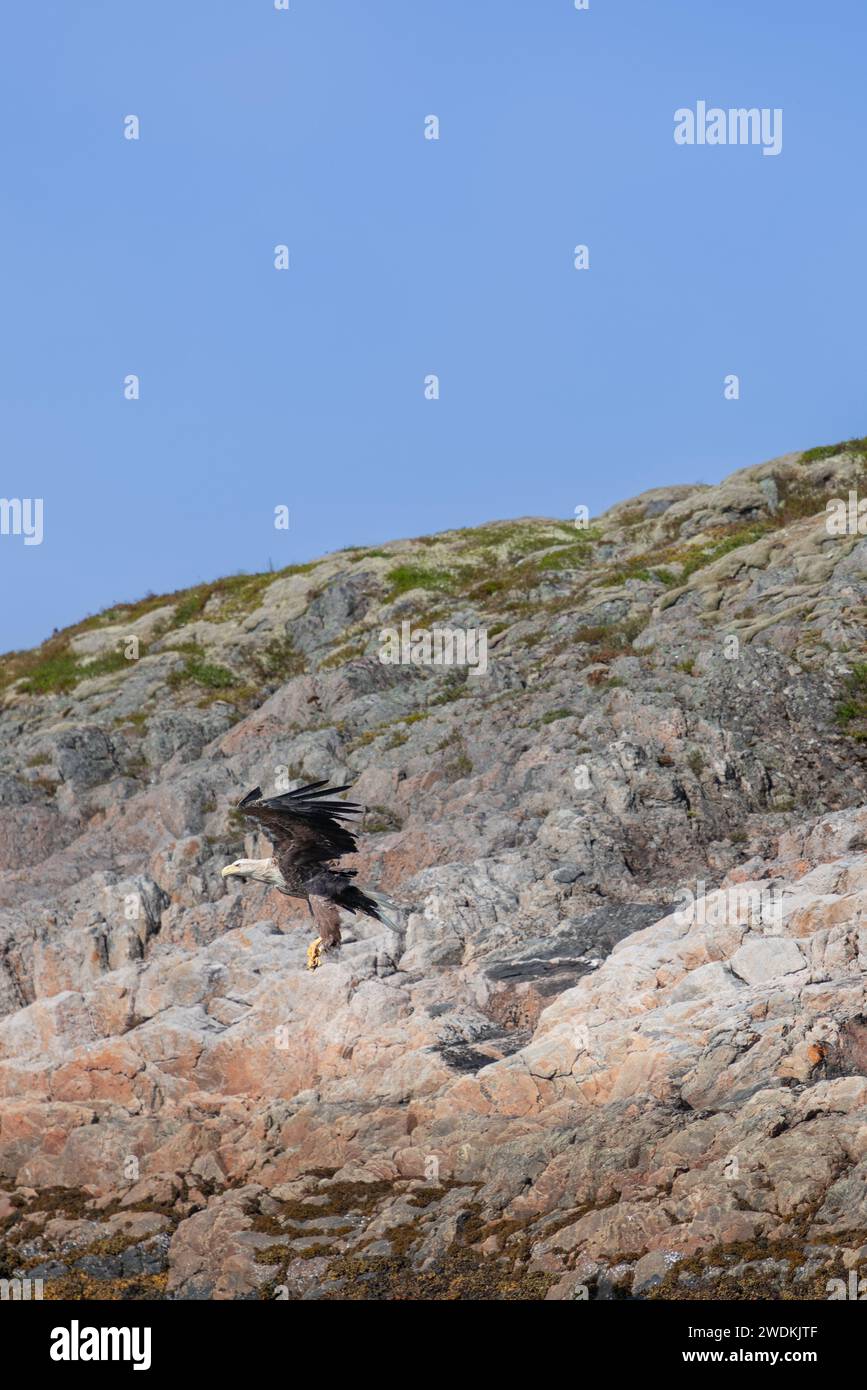 Der Seeadler steigt mit Präzision auf eine zerklüftete Klippe auf den Lofoten-Inseln ab, wobei sein fokussierter Blick und seine gespreizten Flügel die Kontrolle signalisieren Stockfoto