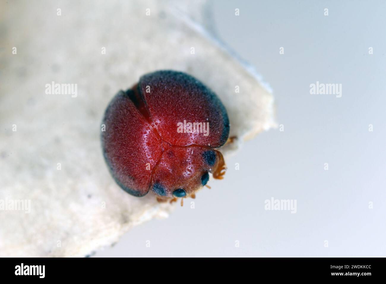 Marienkäfer Coccinellidae, Rodolia chermesina, gefunden auf Mauritius. Stockfoto