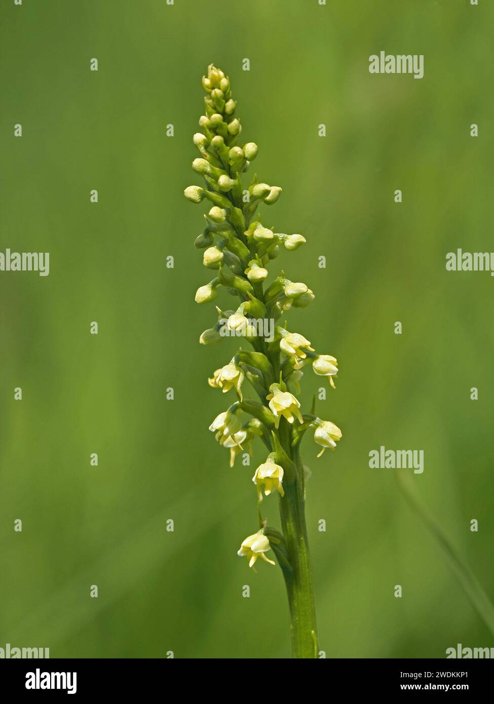 Gelb-grüne Blüten der kleinen Weißen Orchidee (Pseudorchis alba) auf Blütenspitzen, die wild in den italienischen Alpen, Italien und Europa wachsen Stockfoto