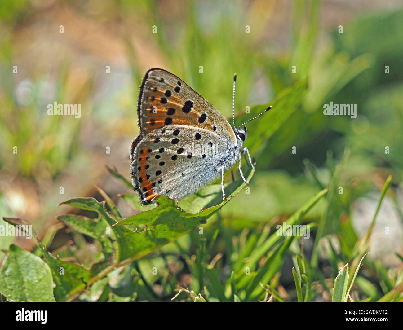 Männlicher violetter Kupferschrot-Schmetterling (Lycaena alciphron) mit leuchtend violetten oberen Vorderflügeln auf Laub in den italienischen Alpen, Italien, Europa Stockfoto