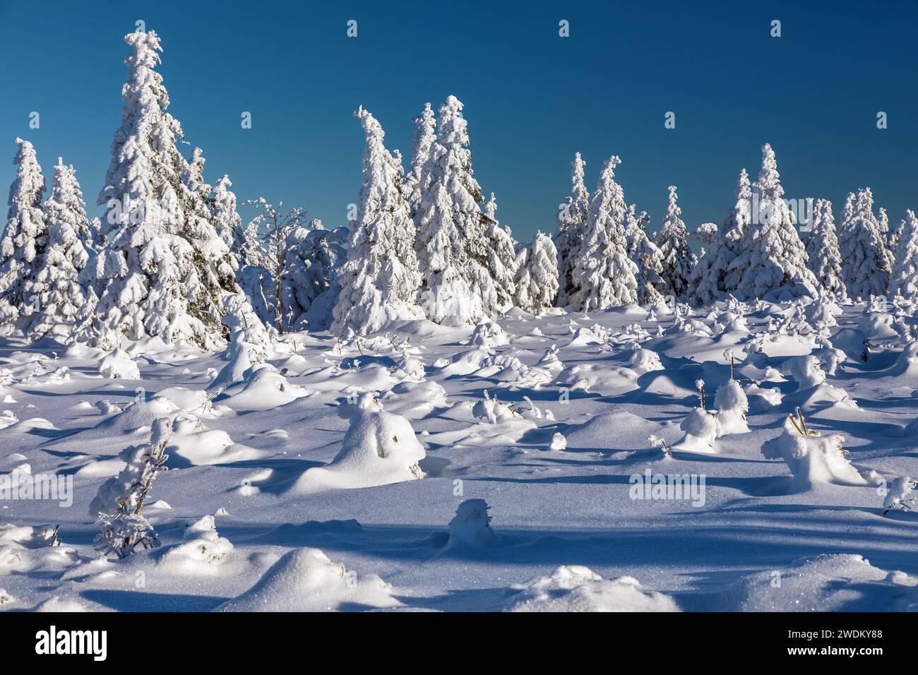 Blick auf die Winterlandschaft vom Isergebirge Hory oder Isergebirge, schneebedeckte Wälder, Tschechische Republik Stockfoto
