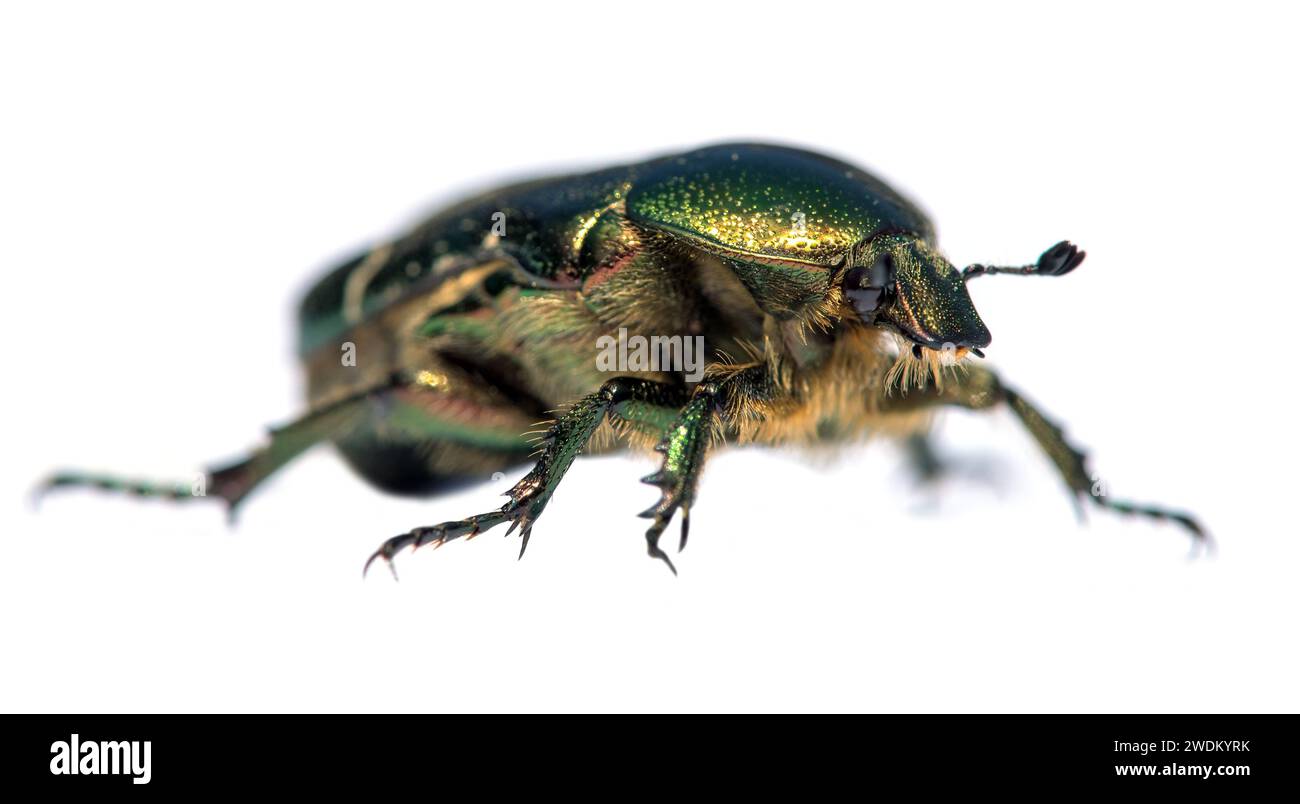 Grüner Rosen-Chafer, lateinisch Cetonia aurata, isoliert auf weißem Hintergrund Stockfoto