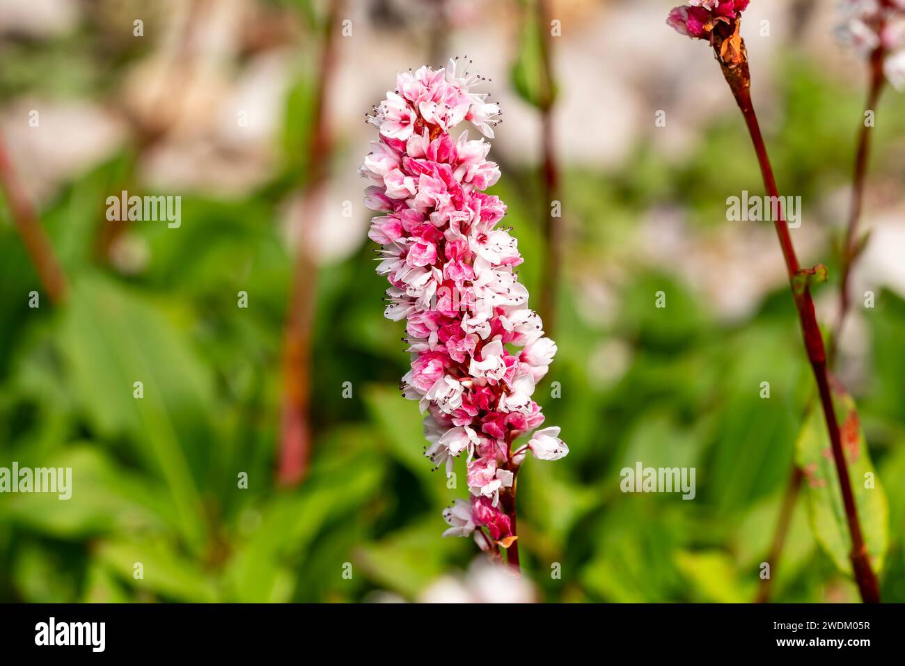 Persicaria affinis „Superba“ eine im Sommer herbstliche blühende Pflanze mit einer rosafarbenen Sommerblume, die allgemein als Knotenweed oder Bistorta affinis, Brühe, bekannt ist Stockfoto