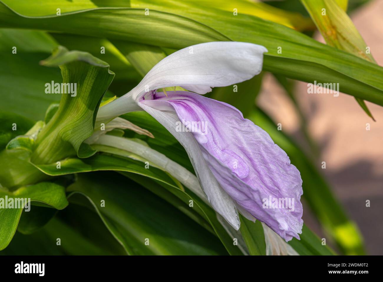 Roscoea purpurea eine im Herbst blühende Pflanze mit einer violetten Sommerblüte, die allgemein als Bhordaya bekannt ist, Stockfoto Stockfoto