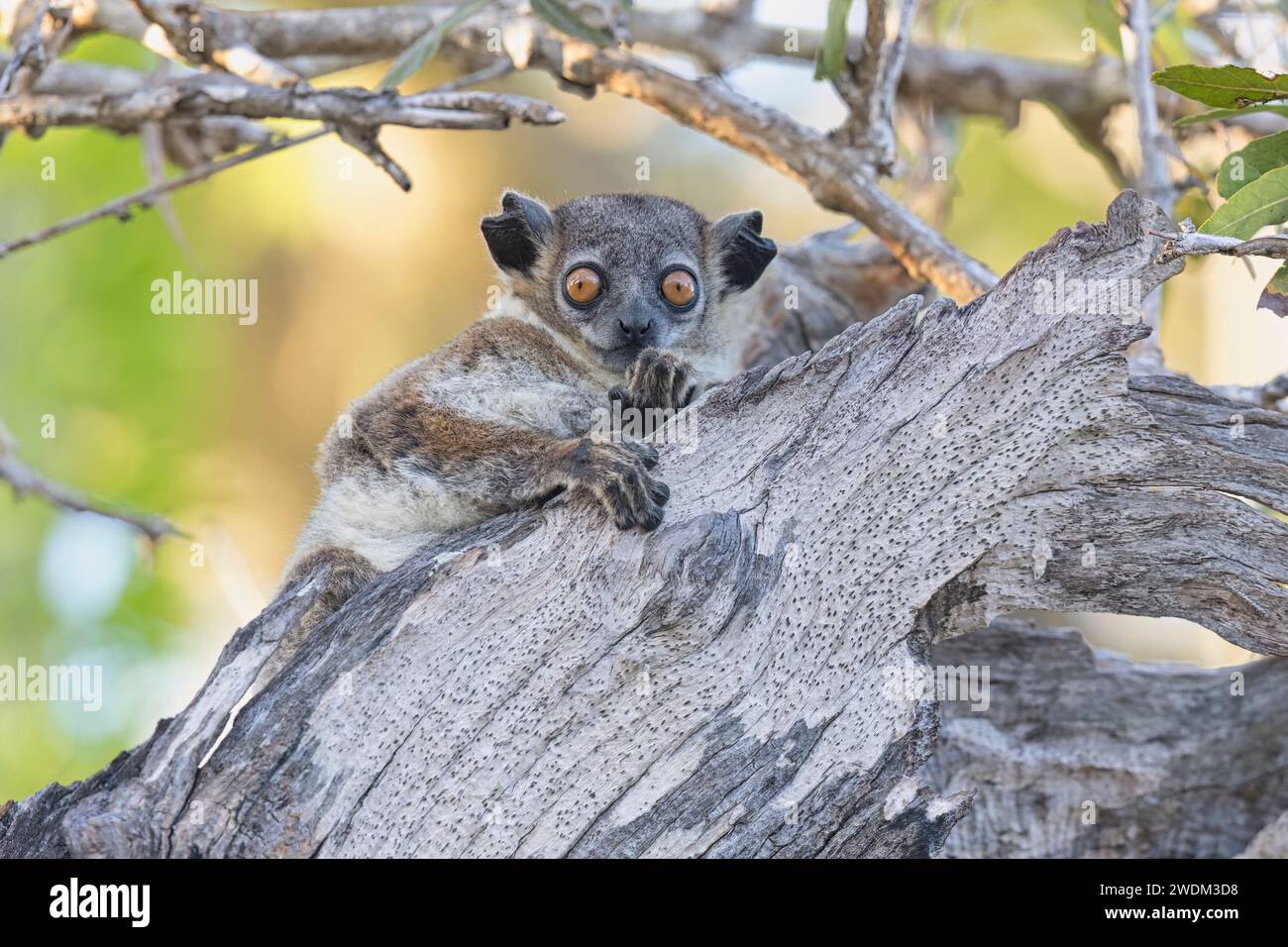 Weißfuß Sportive Lemur, Ifaty Spiny Forest Reserve, Madagaskar, November 2023 Stockfoto