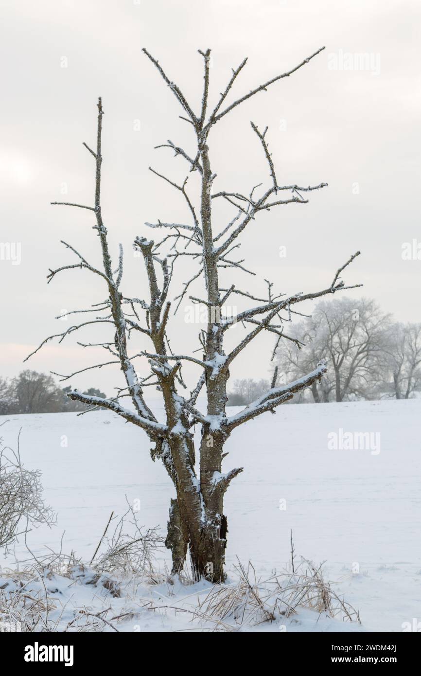 Mit Schnee und Eis bedeckter Baum an einem kalten Wintertag im Januar 