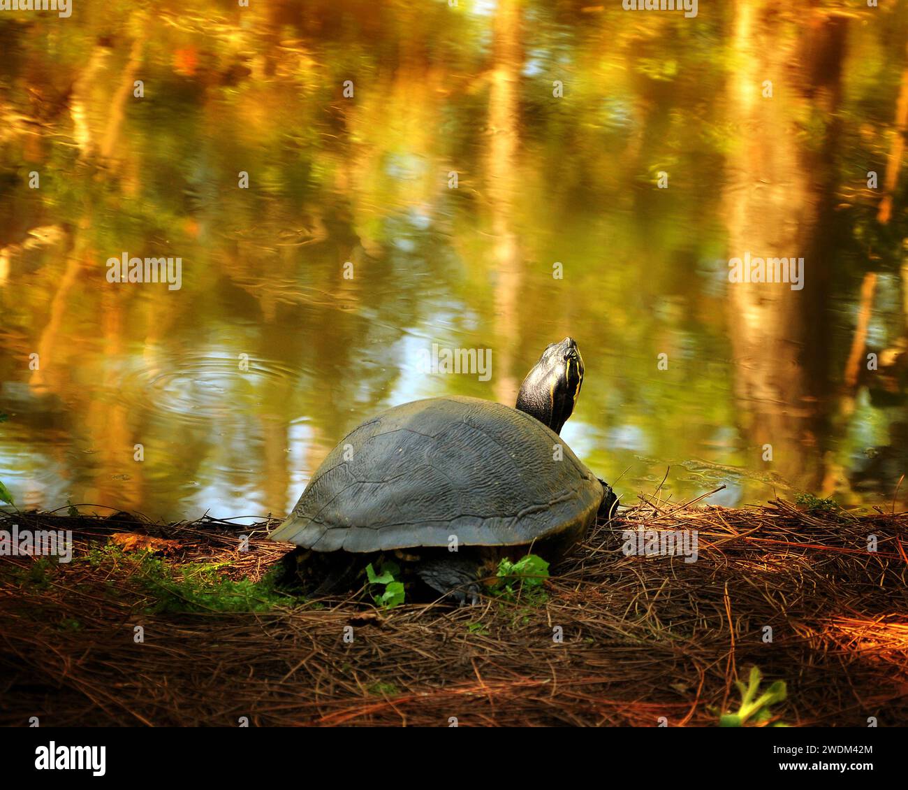 Teich Schildkröte Sonnenbaden Stockfoto