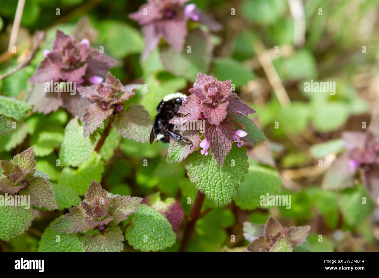 Purple Dead Nessel (Lamium purpureum), ein früh blühendes Unkraut, das leicht zu fressen, essbar, medizinisch und eine wichtige Nahrungsquelle für Bestäuber ist. Stockfoto