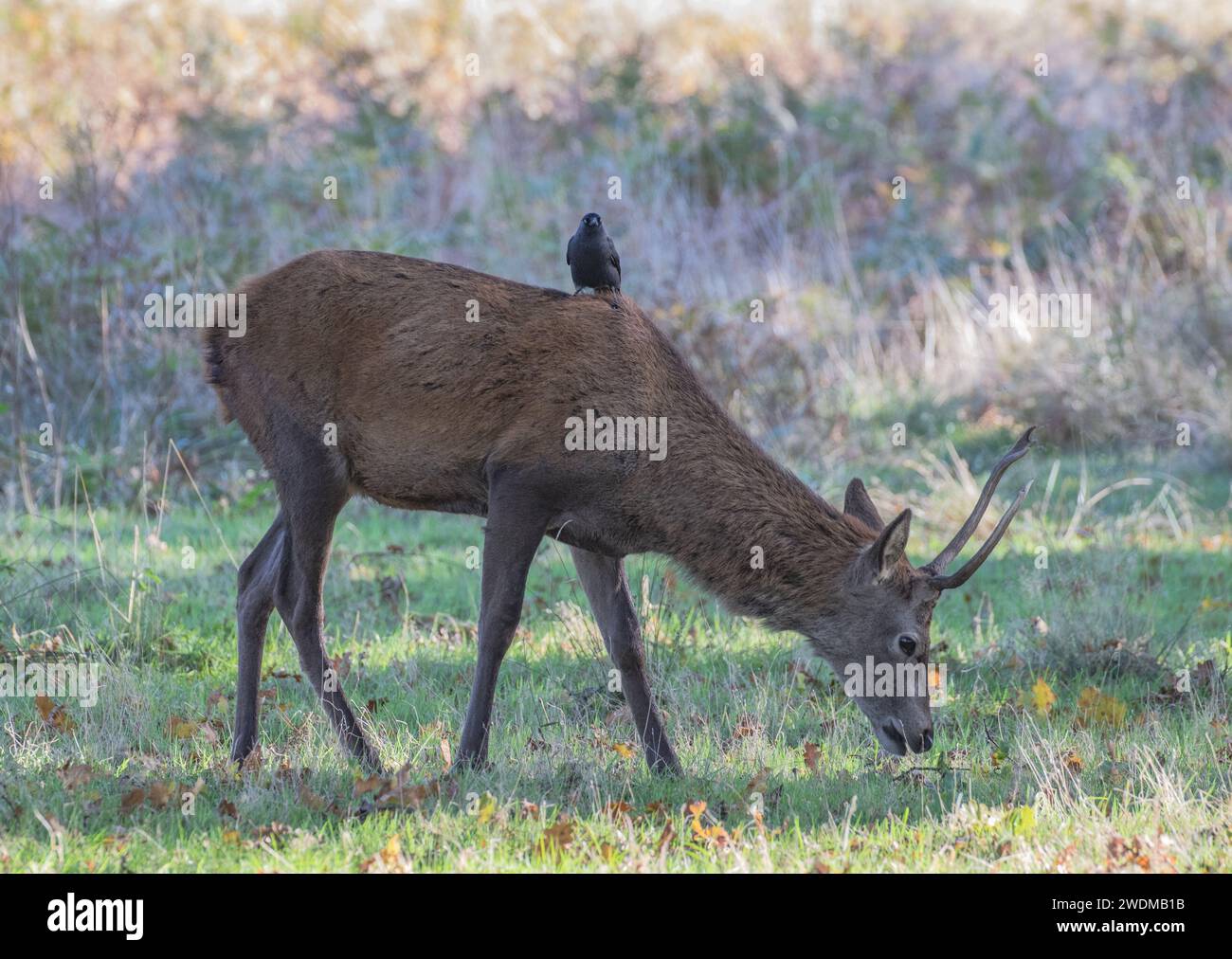 Ein junger Rothirsch (Cervus elaphus) mit einem Jackdaw, der eine Fahrt anschlägt und bei seiner Pflege hilft. Er hält ihn frei von Parasiten. UK Stockfoto