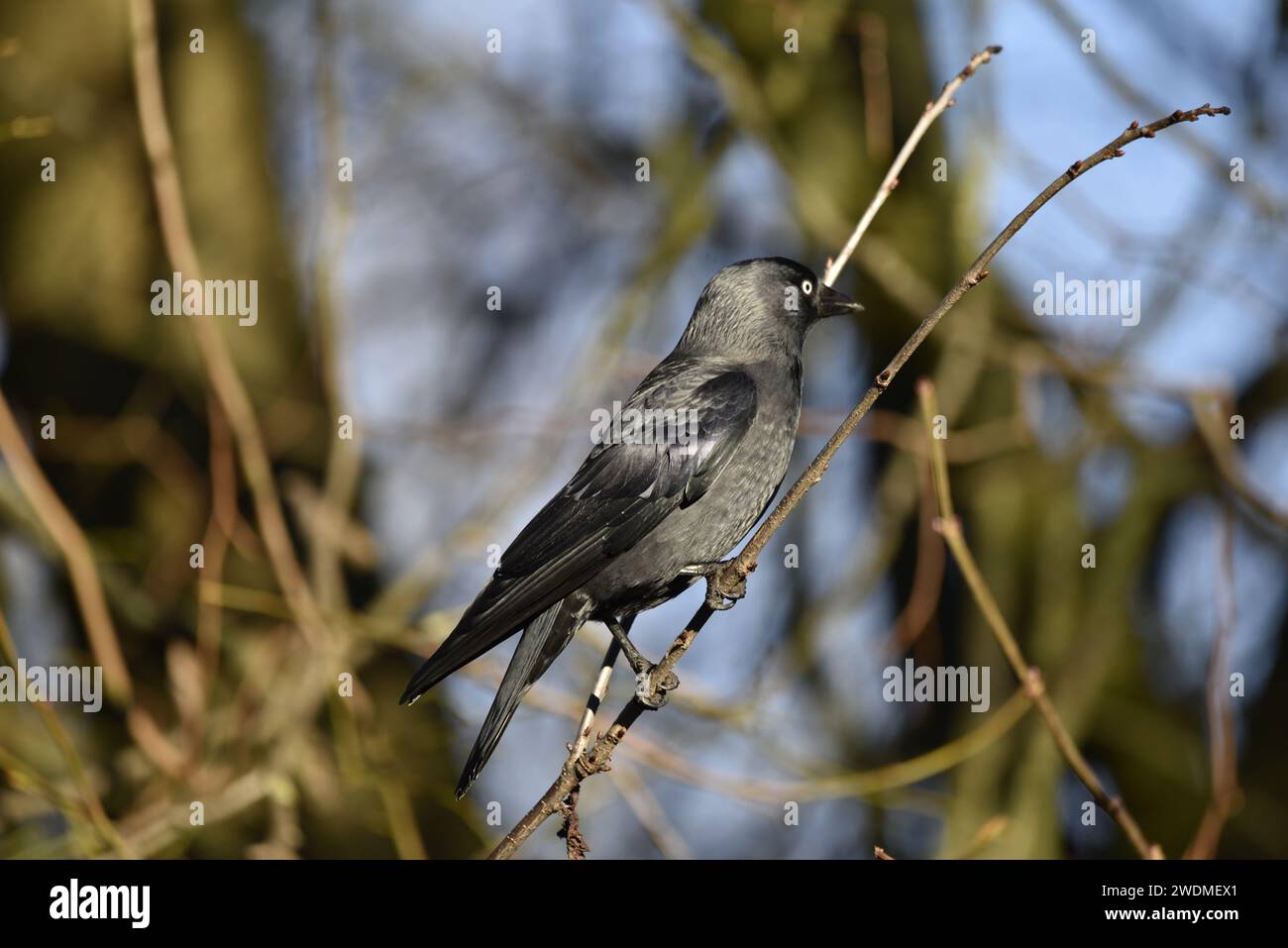 Mittleres Vordergrundbild eines westlichen Jackdaw (Corvus monedula) im rechten Profil mit ausgehärteten Klauen um einen Twig, aufgenommen in Großbritannien im Winter Stockfoto
