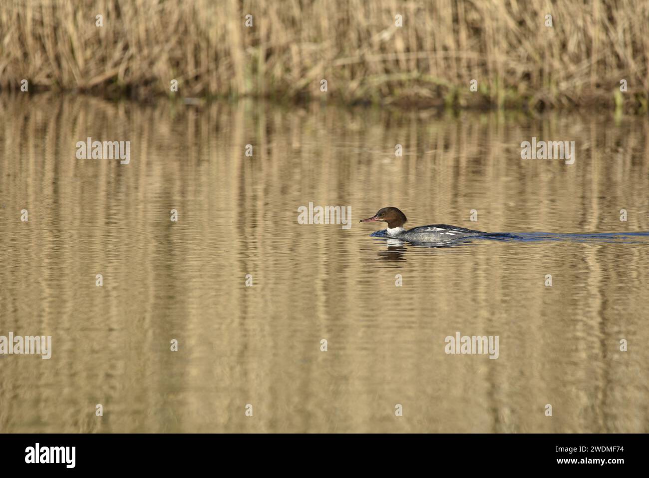 Weibliche Gänse (Mergus merganser) schwimmt von rechts nach links, rechts vom Bild, auf gerissenem Wasser, das im Winter in einem Naturschutzgebiet in Großbritannien aufgenommen wurde Stockfoto