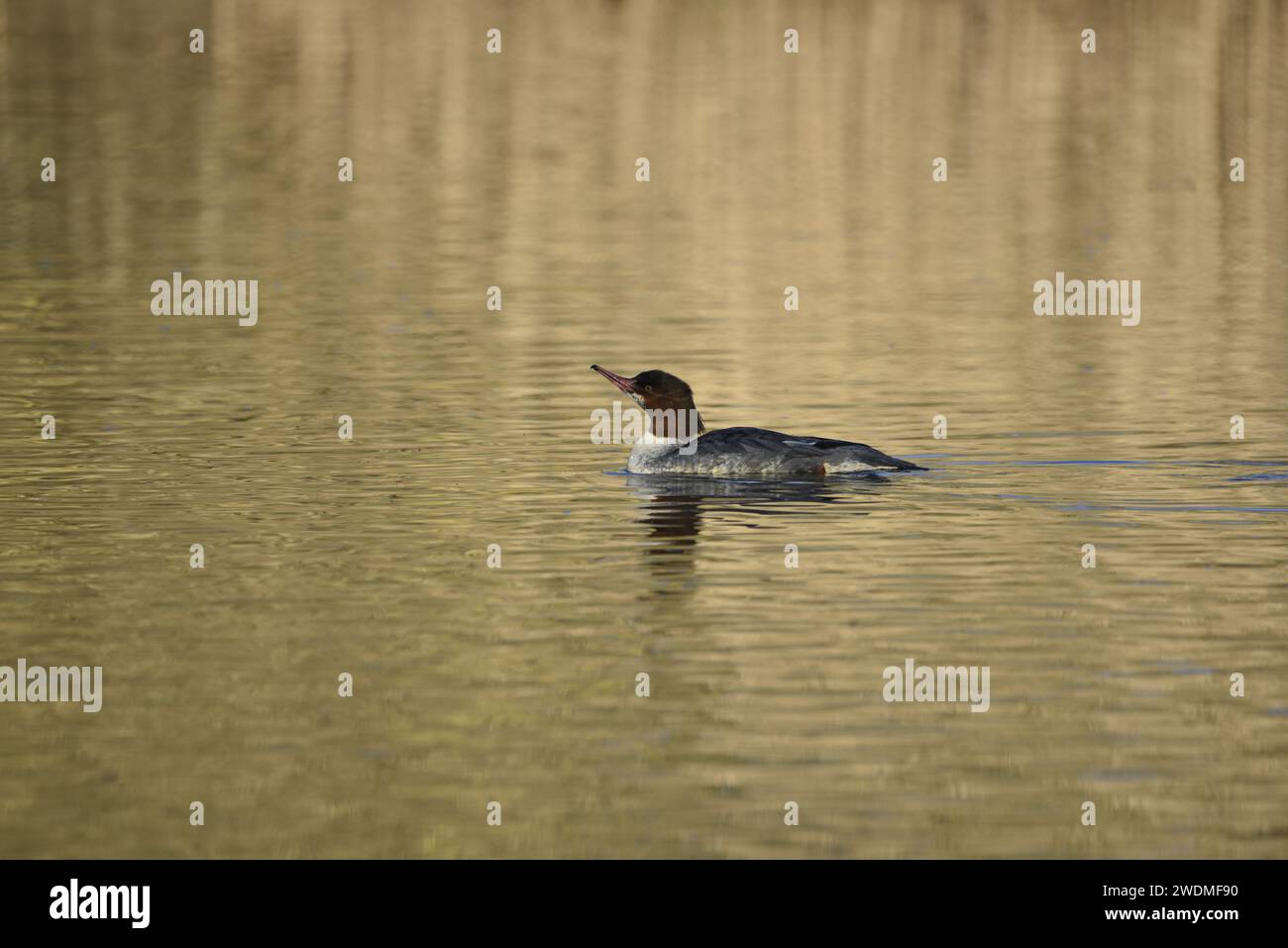 Weibliche Goosander (Mergus merganser) schwimmt auf dem See in der Wintersonne in Großbritannien, im linken Profil mit Blick auf den Himmel Stockfoto