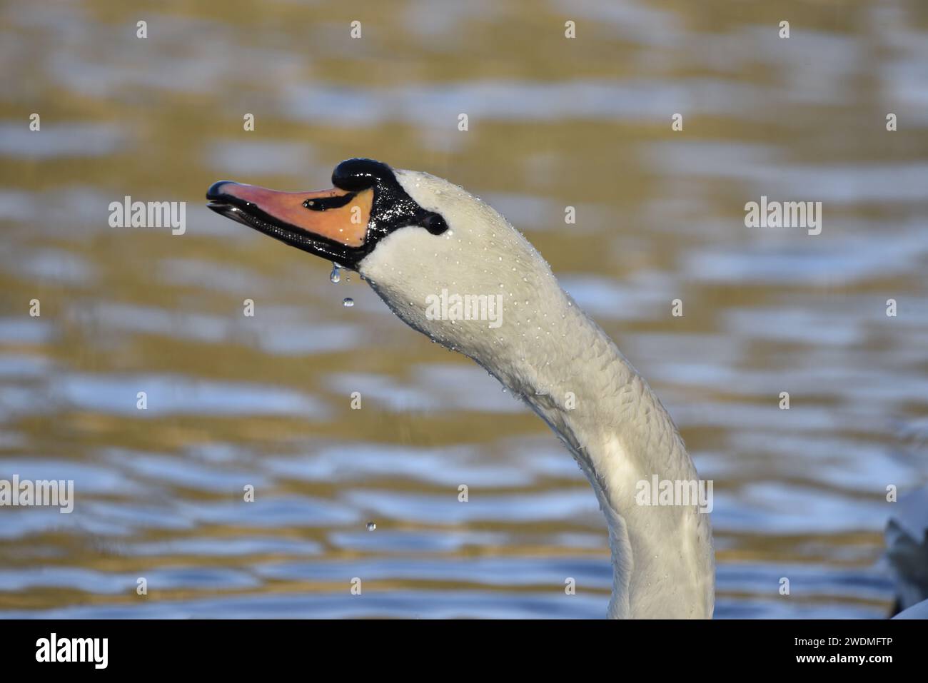 Hals- und Kopfporträt eines stummen Schwans (Cygnus olor) im linken Profil, aufwärts vor weichem Wasser Hintergrund, aufgenommen in der Wintersonne in Großbritannien Stockfoto