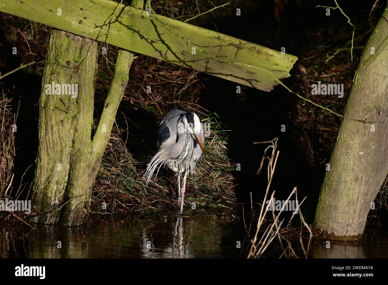 Ardea Cinerea Graureiher Stockfoto