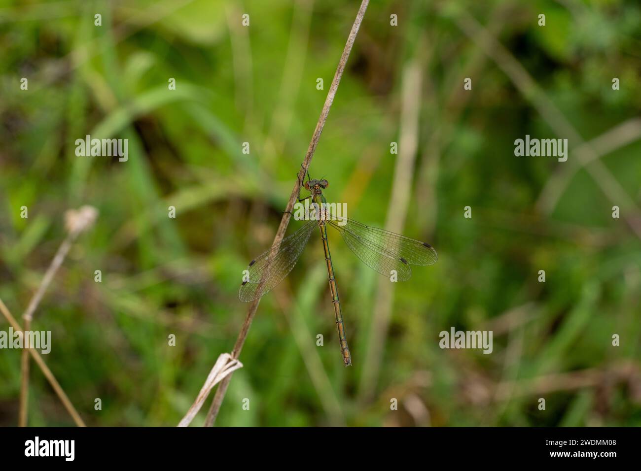 Lestes sponsa Familie Lestidae Gattung Lestes Smaragd Damselfly gemeinsame Spreadwing wilde Natur Insekten Tapete, Bild, Fotografie Stockfoto