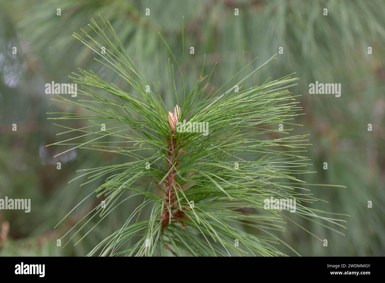 Lange Nadelkiefer. Pinus leiophylla Schiede ex Schltdl. Sie ist eine Art von Nadelbäumen in der Kiefernfamilie, die allgemein als die dünnblättrige Kiefer bekannt ist Stockfoto