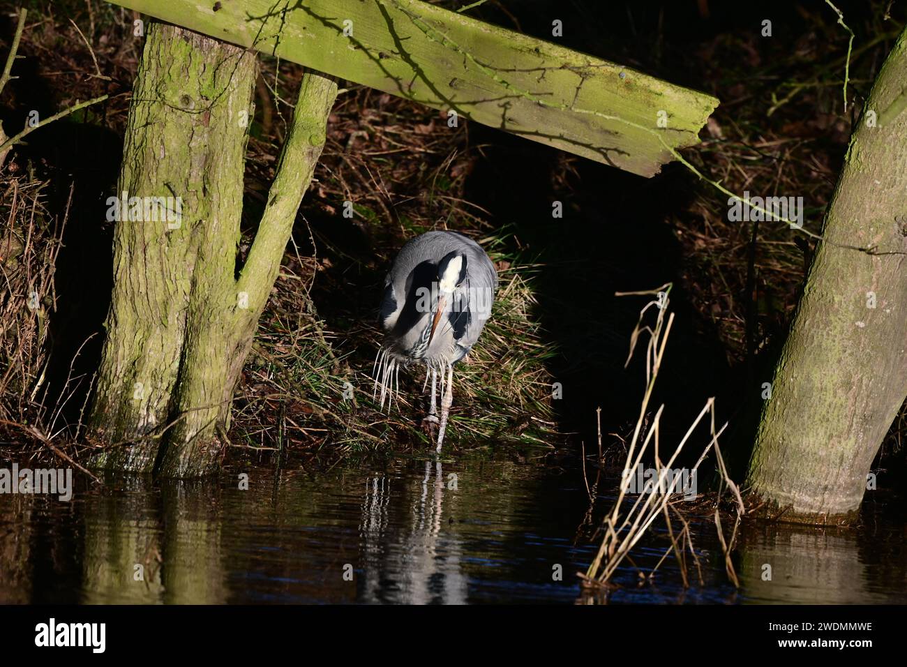 Ardea Cinerea Graureiher Stockfoto