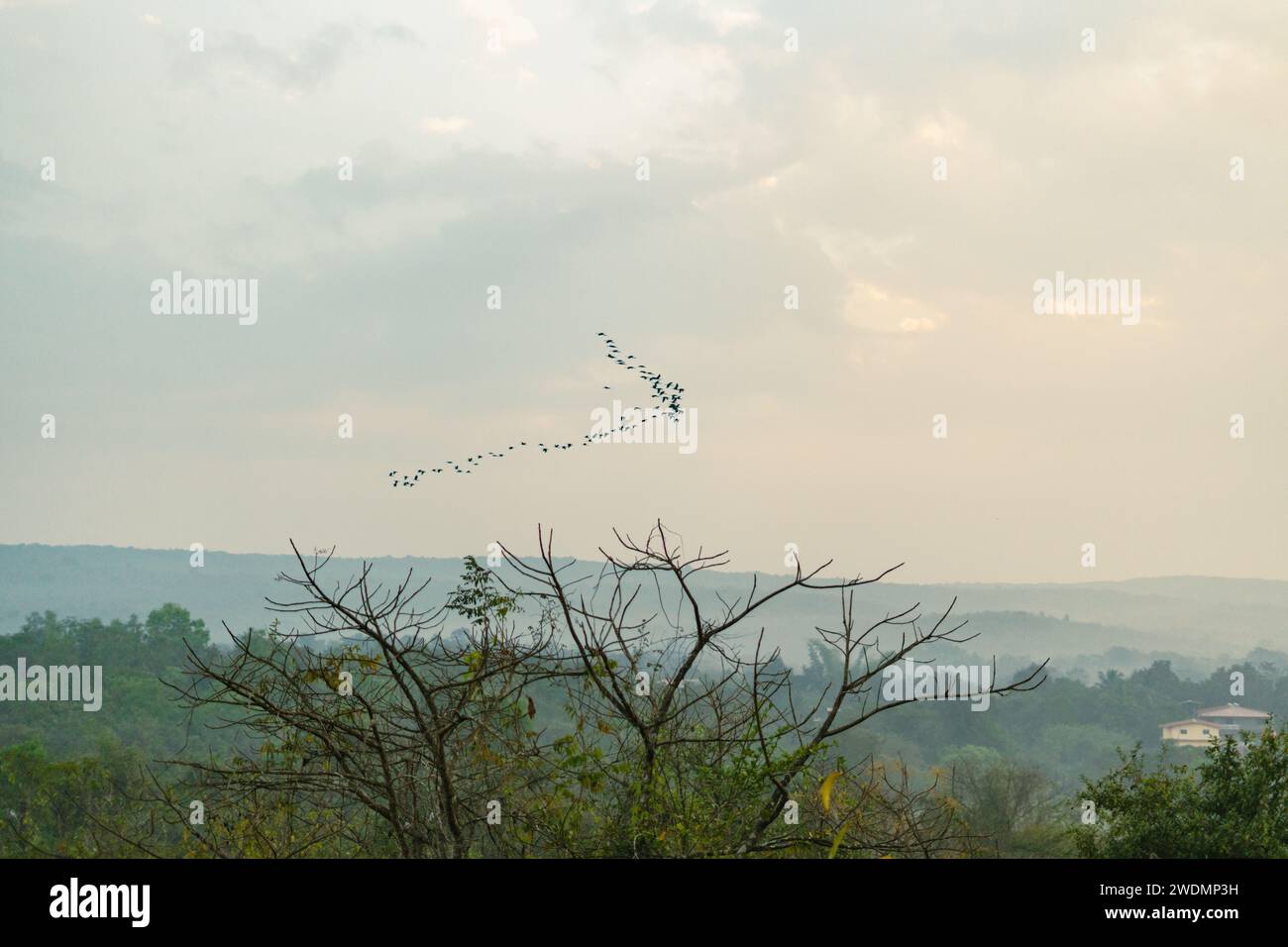 Vögel fliegen an einem sonnigen Tag in der Nähe des Wassers über Bäume Stockfoto