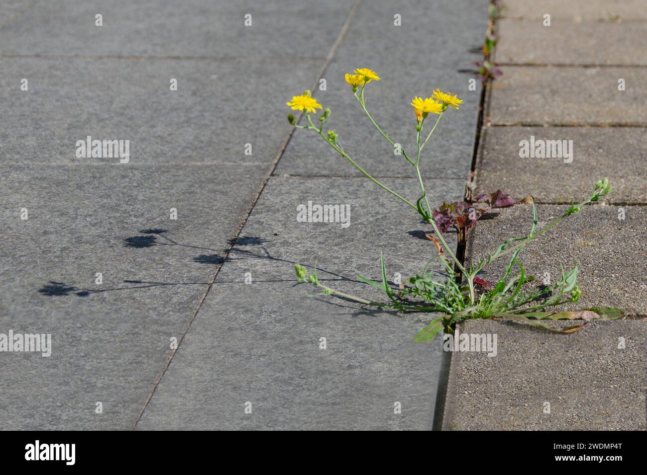 Eine Blume brach durch den Beton Stockfoto