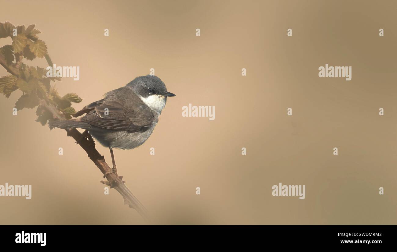 Sylia curruca, kleiner Weißroat Stockfoto