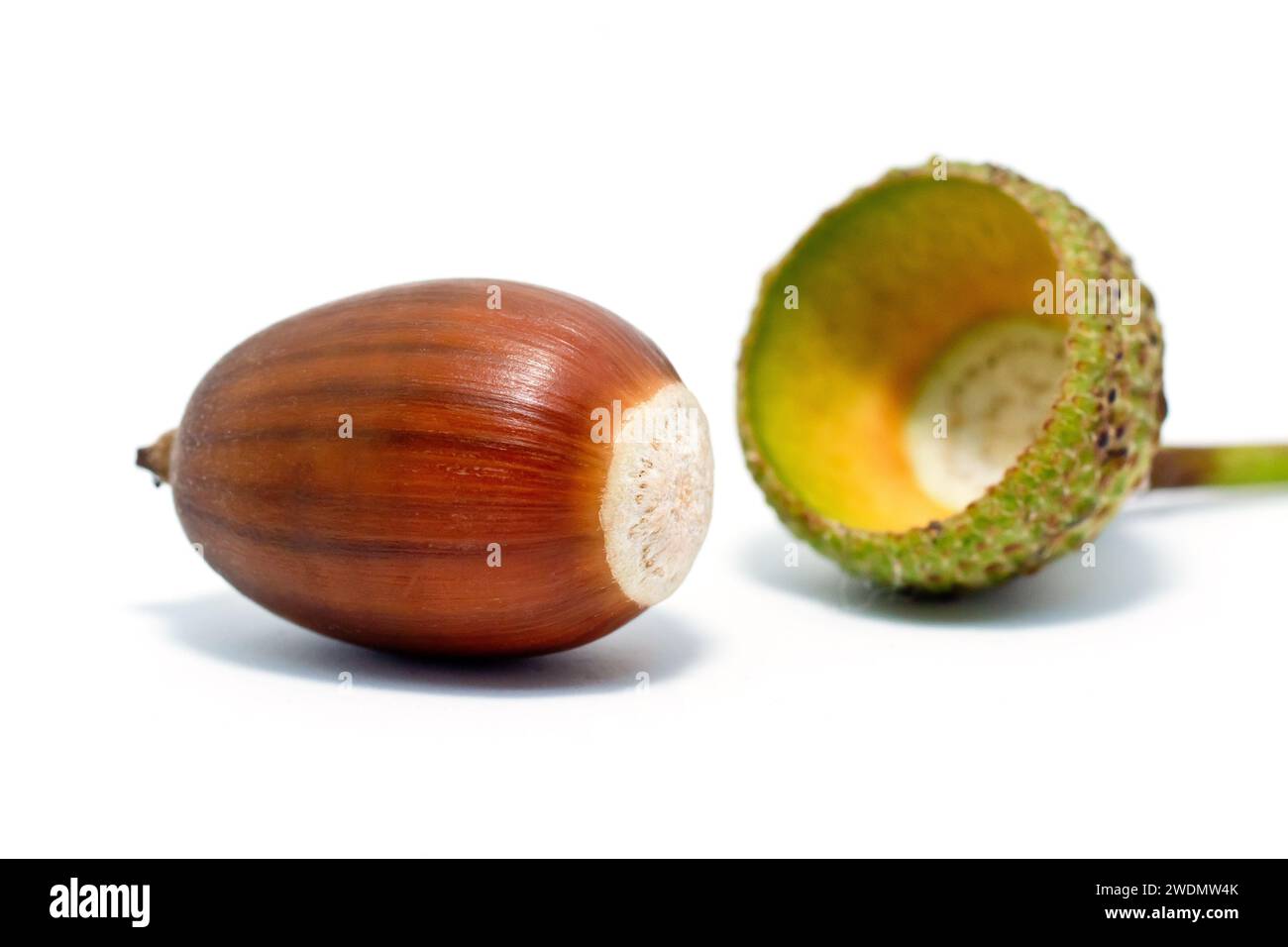 Englische Eiche oder Stieleiche (quercus robur), Nahaufnahme des Stilllebens einer Reifen Eichel oder Frucht mit einer leeren Tasse isoliert auf weißem Hintergrund. Stockfoto