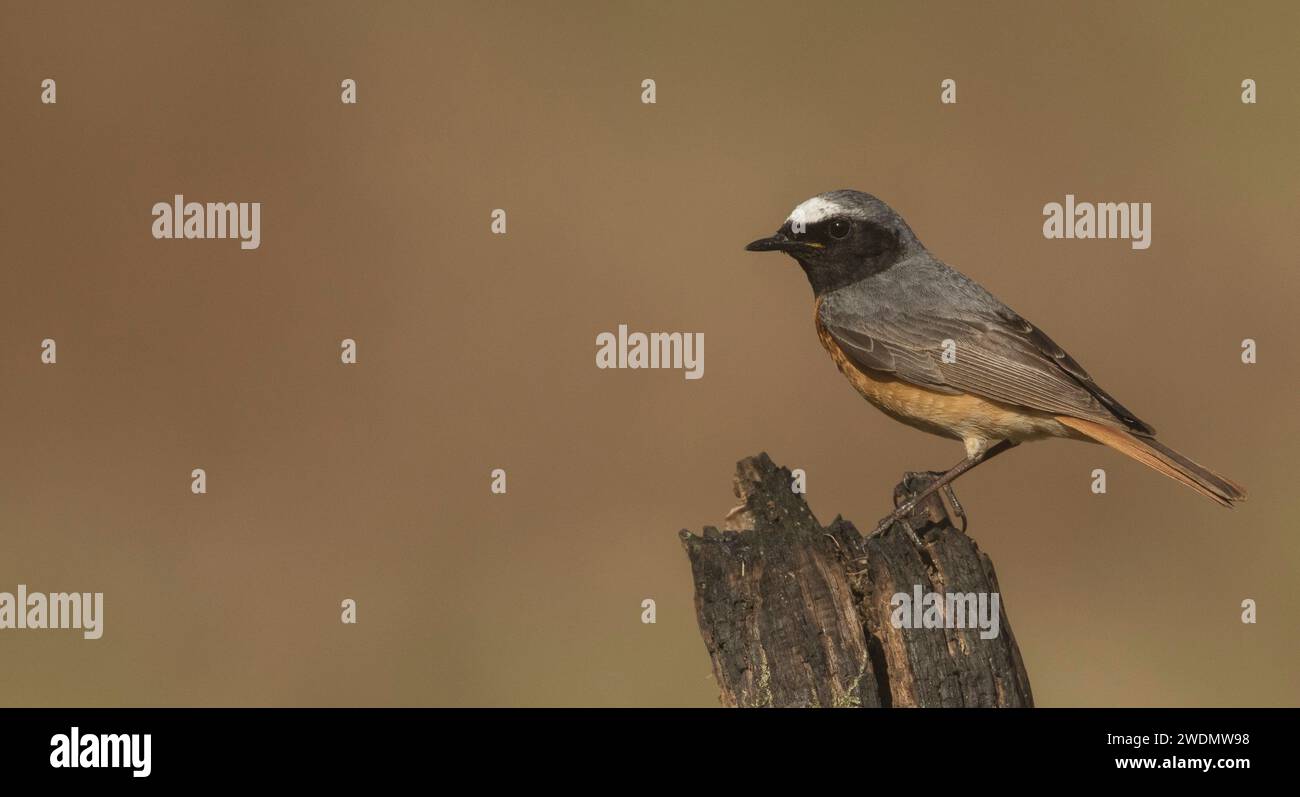 Wunderschöner männlicher Rotschopf auf einem verfaulten Stumpf Stockfoto