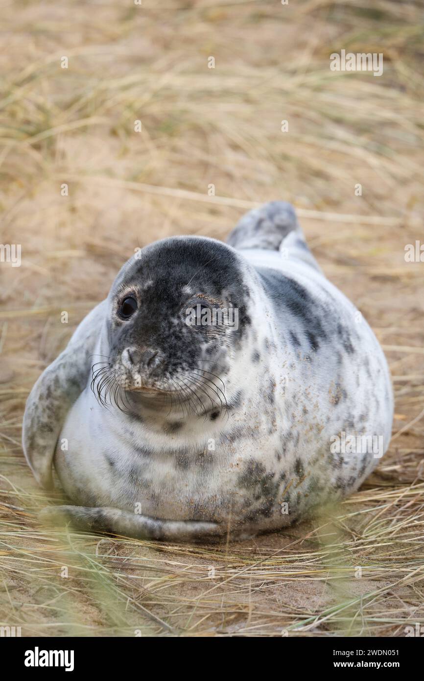 Ein Grausiegel-Welpe auf dem Küstenwanderweg von Winterton on Sea nach Horsey Gap, Norfolk, Großbritannien Stockfoto