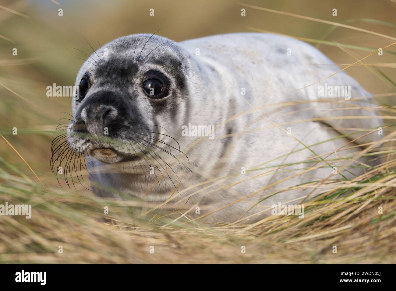 Ein Grausiegel-Welpe auf dem Küstenwanderweg von Winterton on Sea nach Horsey Gap, Norfolk, Großbritannien Stockfoto