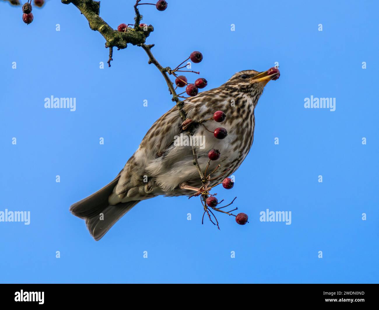 Rotflügelfütterung an Beeren in Großbritannien, England Stockfoto