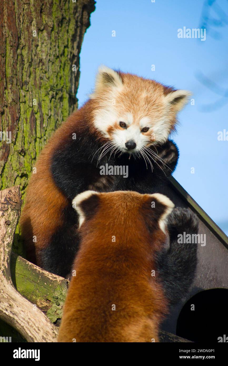 Zwei rote Pandas oder kleinere Pandas (ailurus fulgens), die in einem Baum im britischen Zoo interagieren Stockfoto