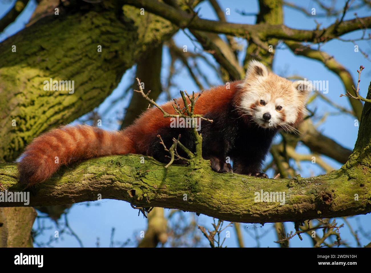 Roter Panda oder kleiner Panda (ailurus fulgens) in einem Baum im britischen Zoo Stockfoto
