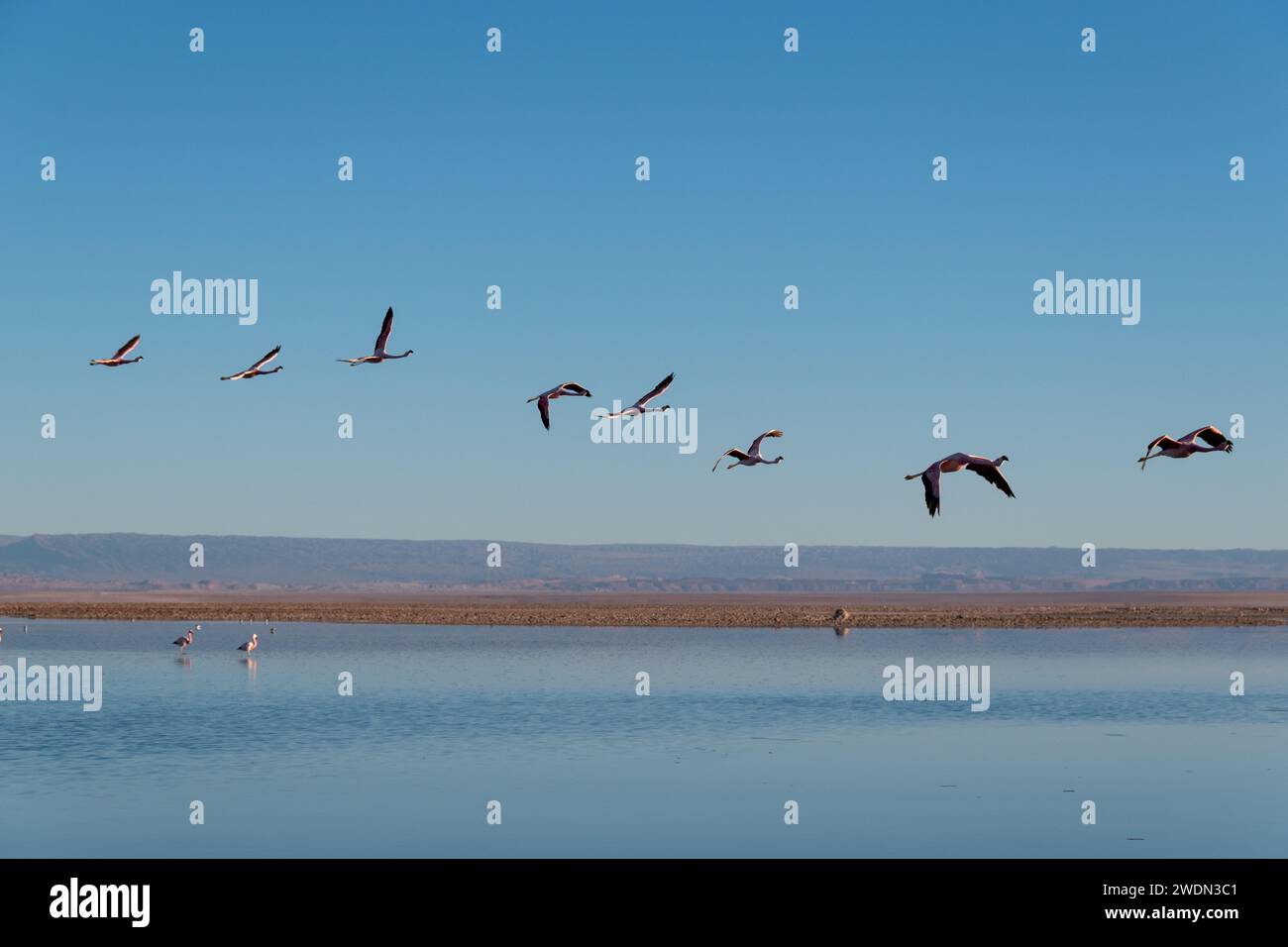 Salar de Atacama, Chile Stockfoto