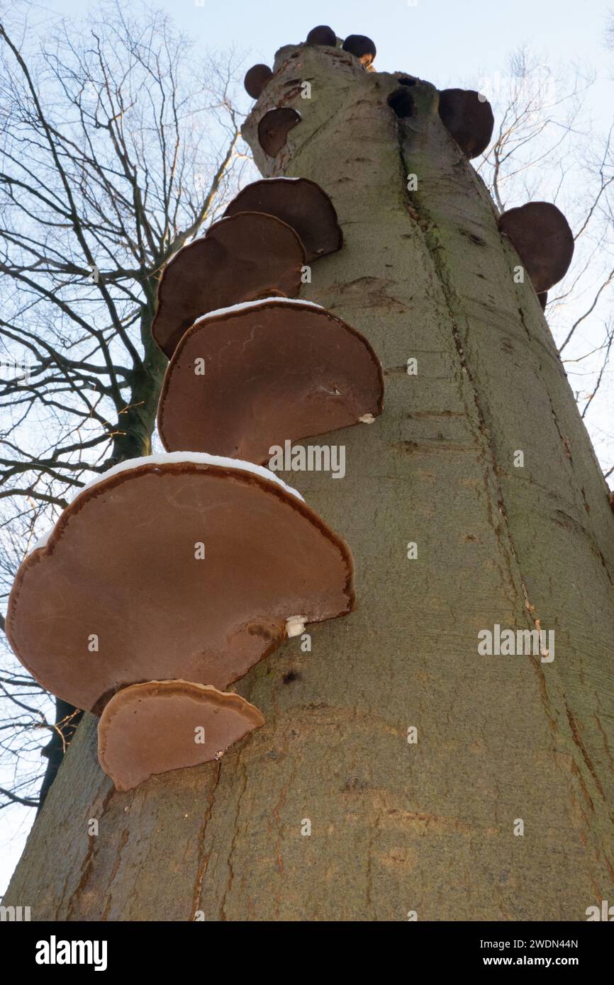 Fruchtkörper des Tinderpilzes auf der Rinde einer toten Buche Stockfoto