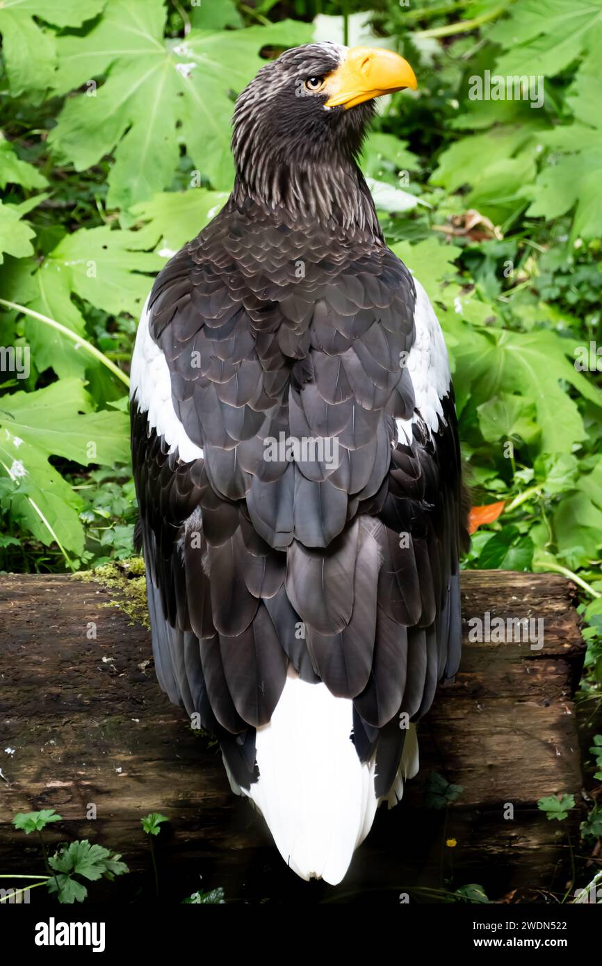 Steller’s Seeadler, auch bekannt als Pazifikseeadler oder Weißschulteradler, ist ein sehr großer täglicher Raubvogel in der Familie Accipitridae. I Stockfoto