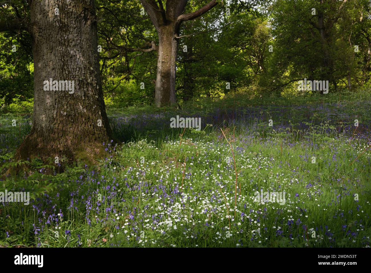 Kleine weiße Blumen, einheimische Bluebells (Hyacinthoides non-scripta) und Ferns, die im Frühjahr im Kinclaven Bluebell Wood auf dem alten Waldboden liegen Stockfoto