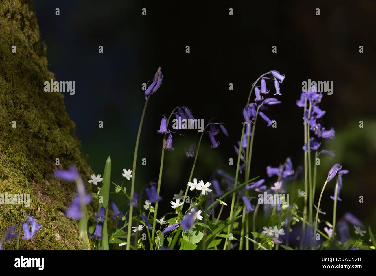 Einheimische Bluebells (Hyacinthoides non-scripta) in Dappled Sunshine am Fuß eines moosbedeckten Baumstammes gegen einen dunklen Hintergound Stockfoto