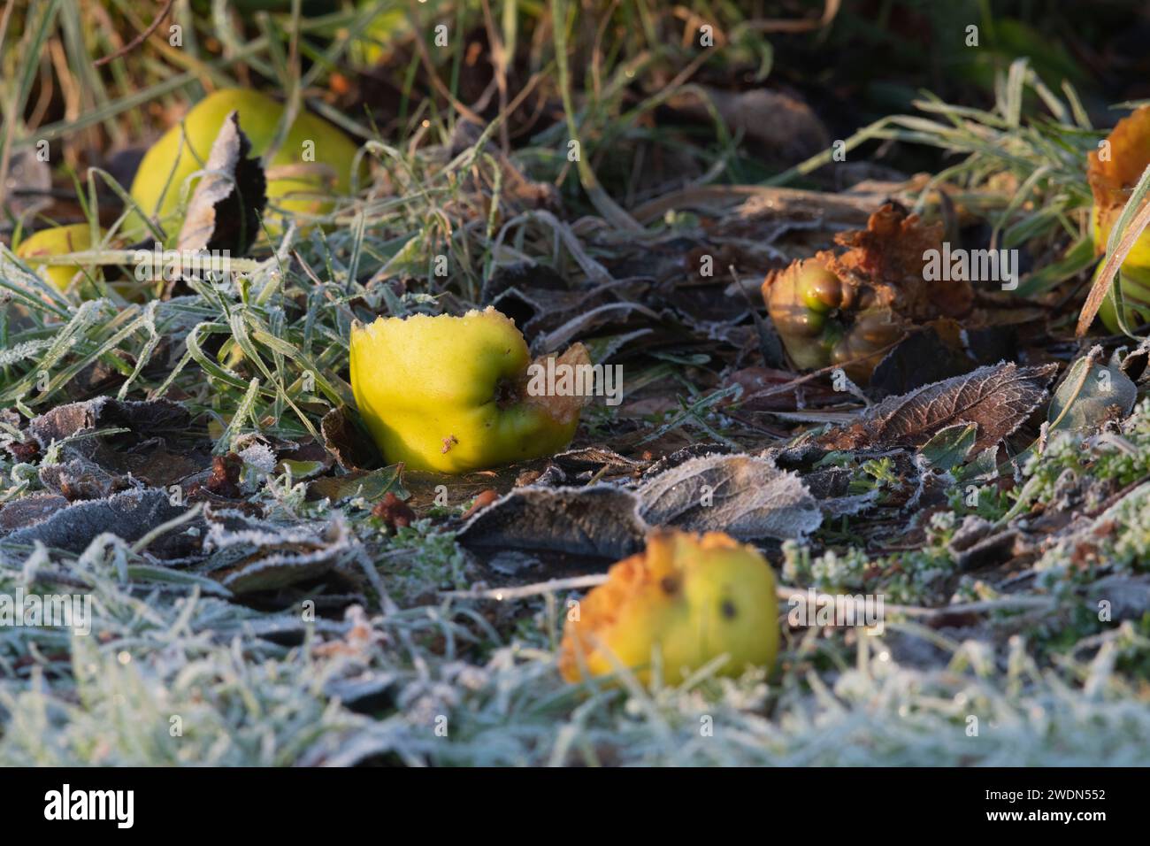 Beschädigte Äpfel auf dem Boden unter einem Apfelbaum an einem frostigen Morgen im Winter Stockfoto