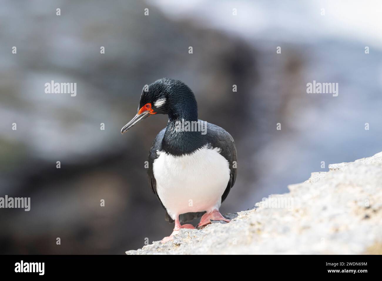 Rock Shag, Leucocarbo magellanicus, auf den Felsen und Klippen der Brutkolonie auf Bleaker Island, Falklandinseln Stockfoto